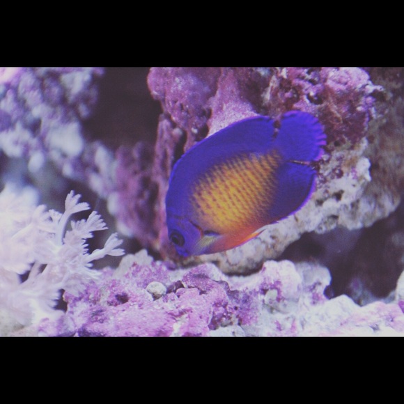 Meet your Posher, Ash - Picture 1 of 1